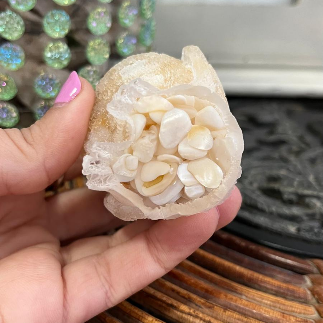 Búho Nacarado (Nácar)